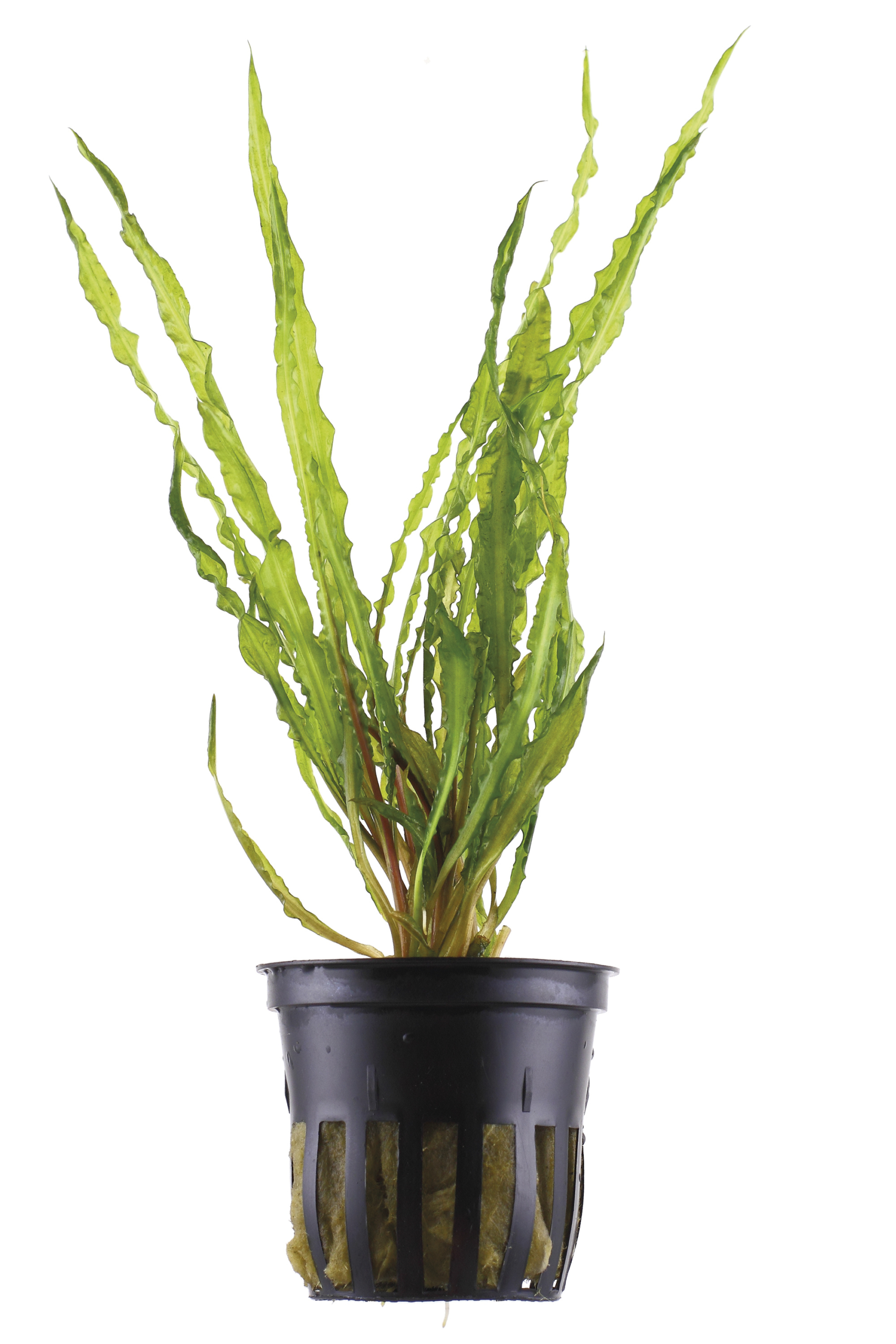 Cryptocoryne crispatula