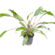 Cryptocoryne wendtii 'Green'