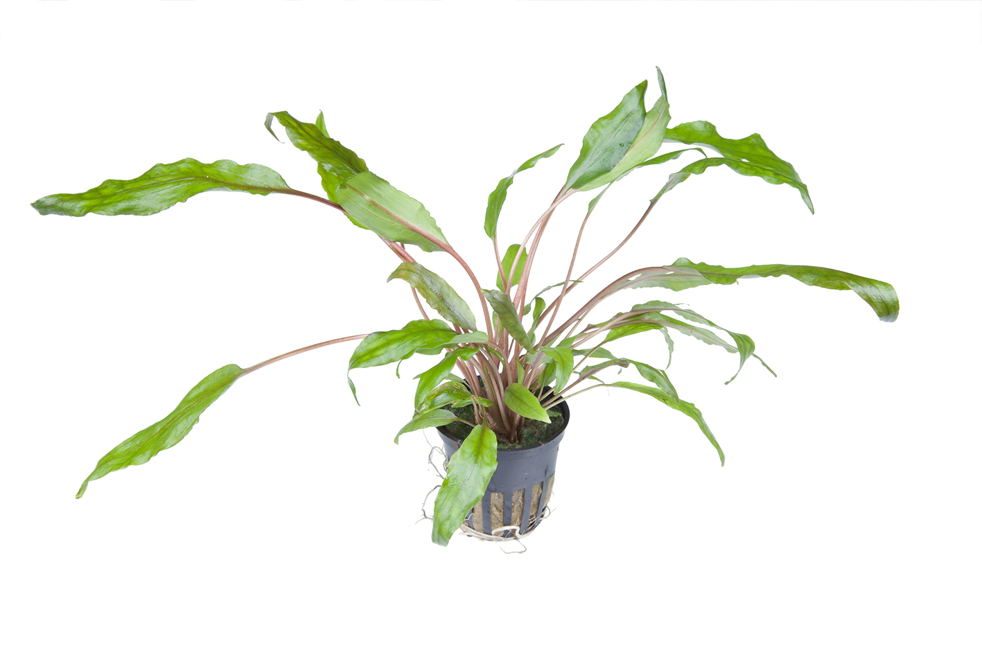 Cryptocoryne wendtii 'Green'