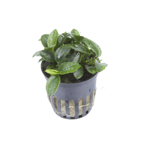 Anubias barteri 'Petite'