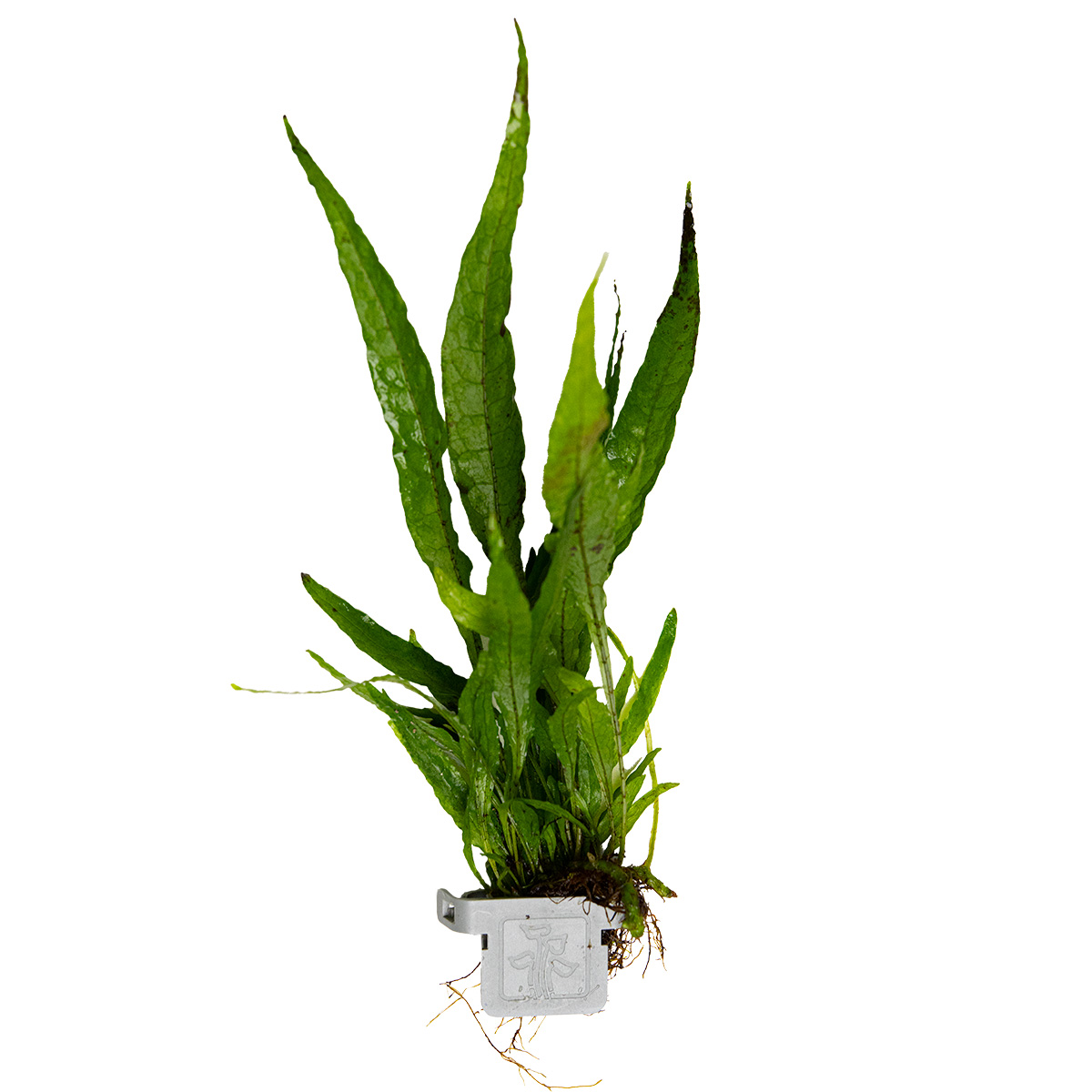 Microsorum pteropus – Image 3