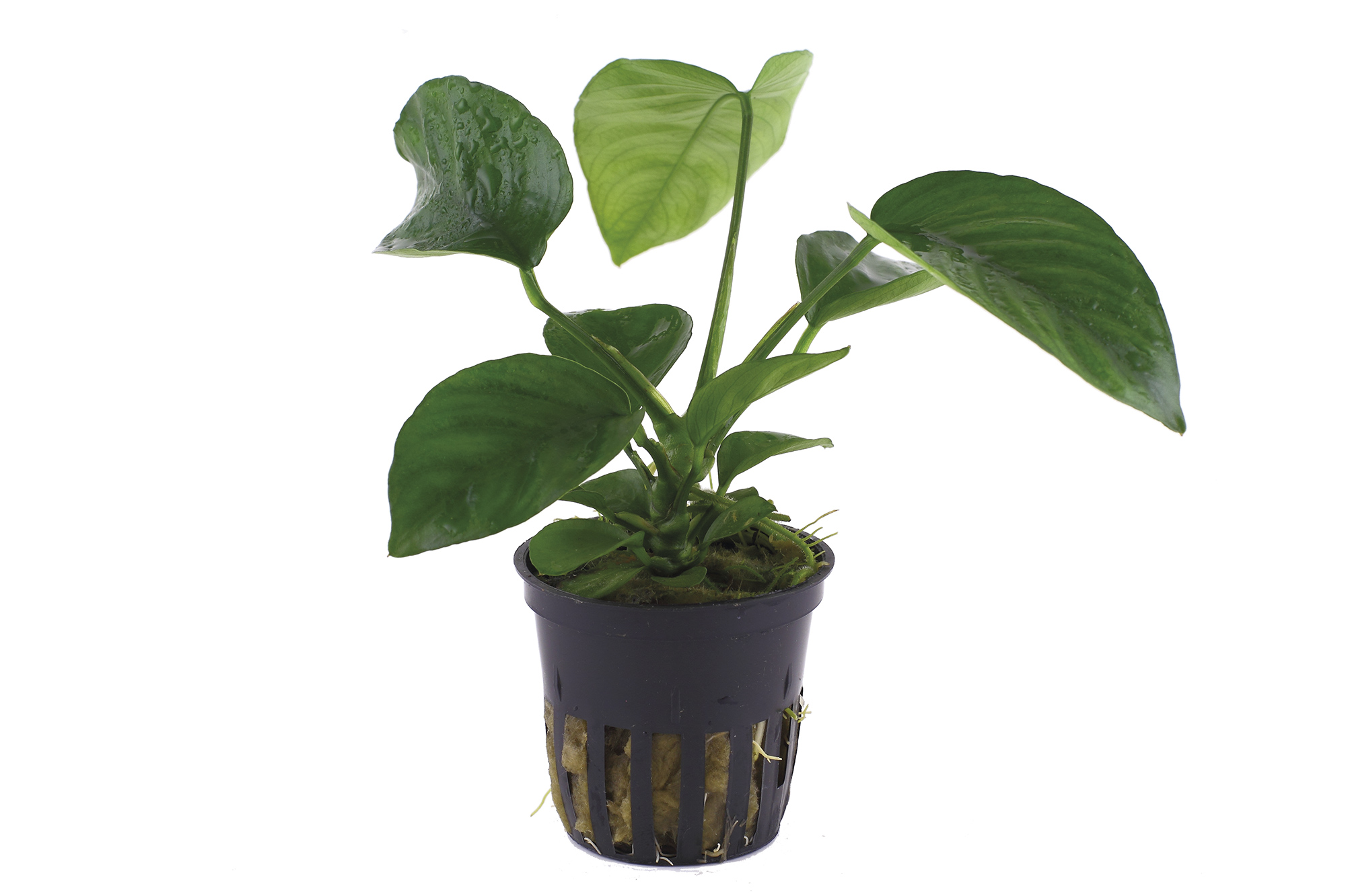 Anubias barteri caladiifolia
