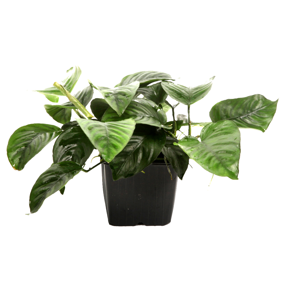 Anubias barteri caladiifolia