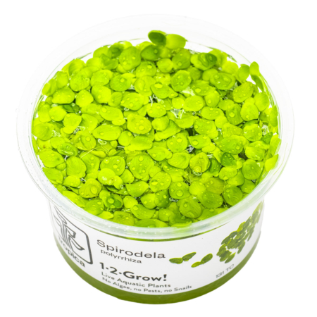 Spirodela polyrrhiza