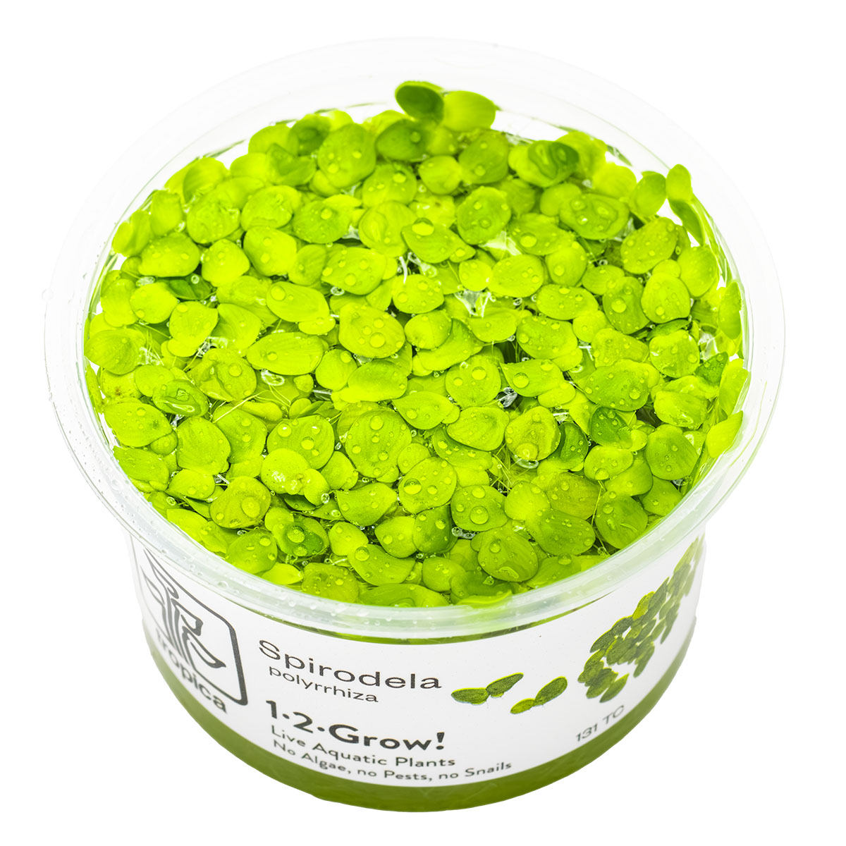 Spirodela polyrrhiza