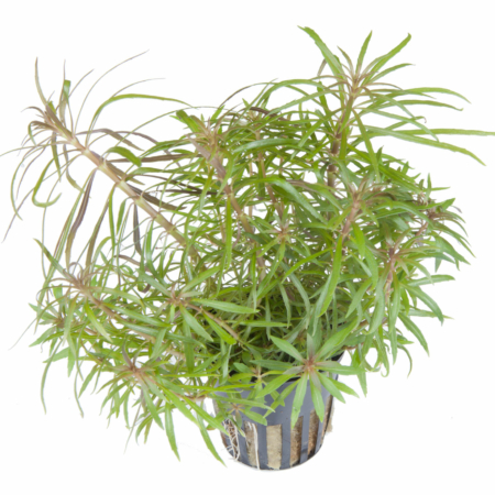 Pogostemon stellatus