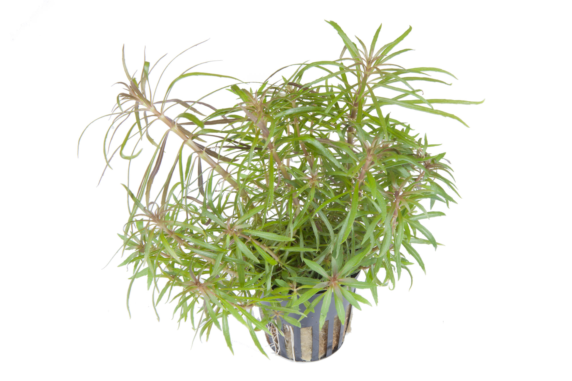 Pogostemon stellatus