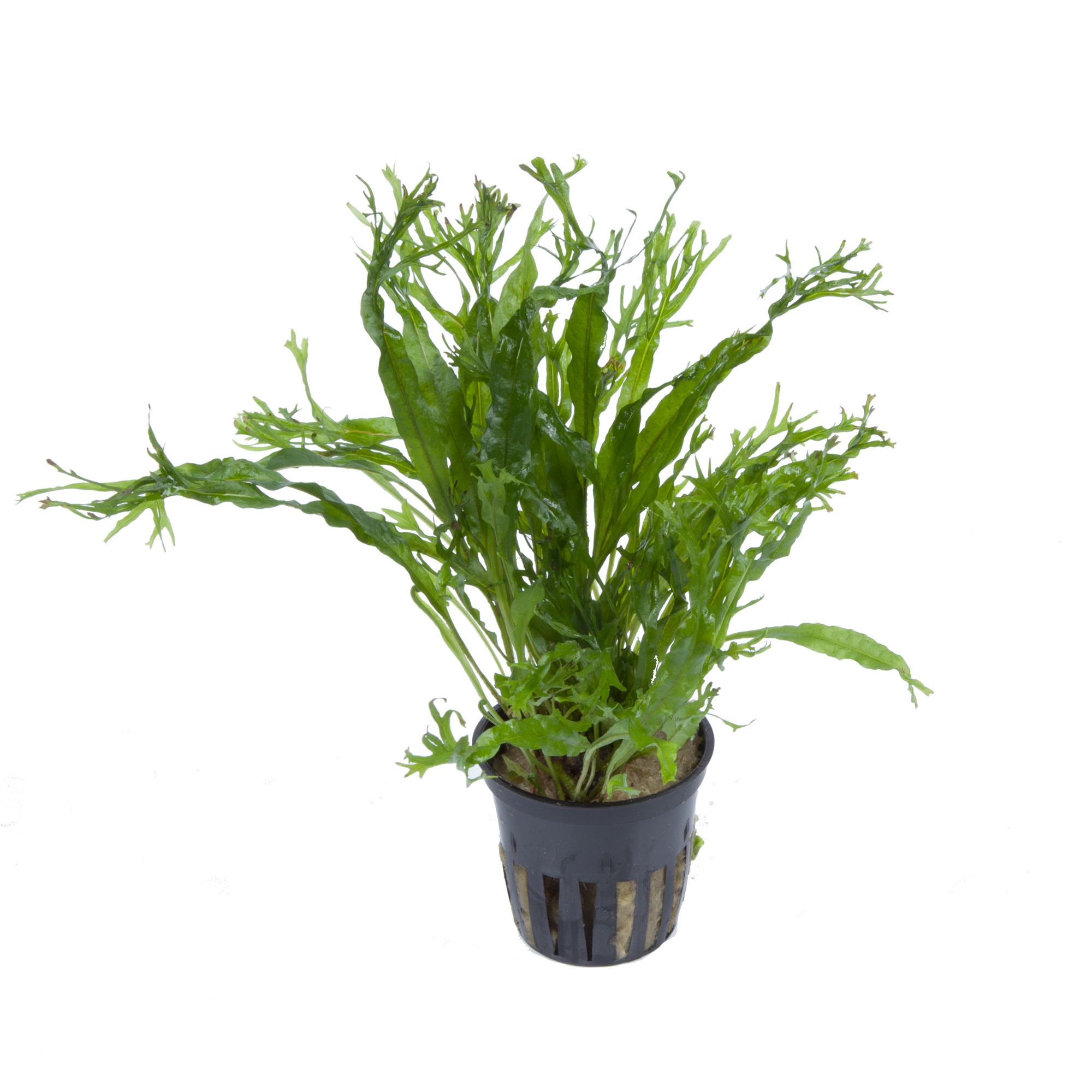 Microsorum pteropus 'Windeløv'