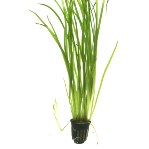 Vallisneria spiralis 'Tiger'