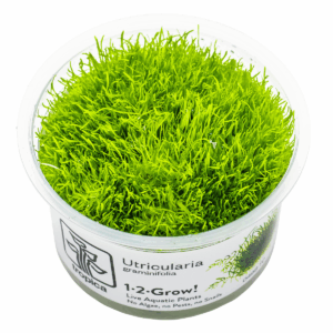 Utricularia graminifolia