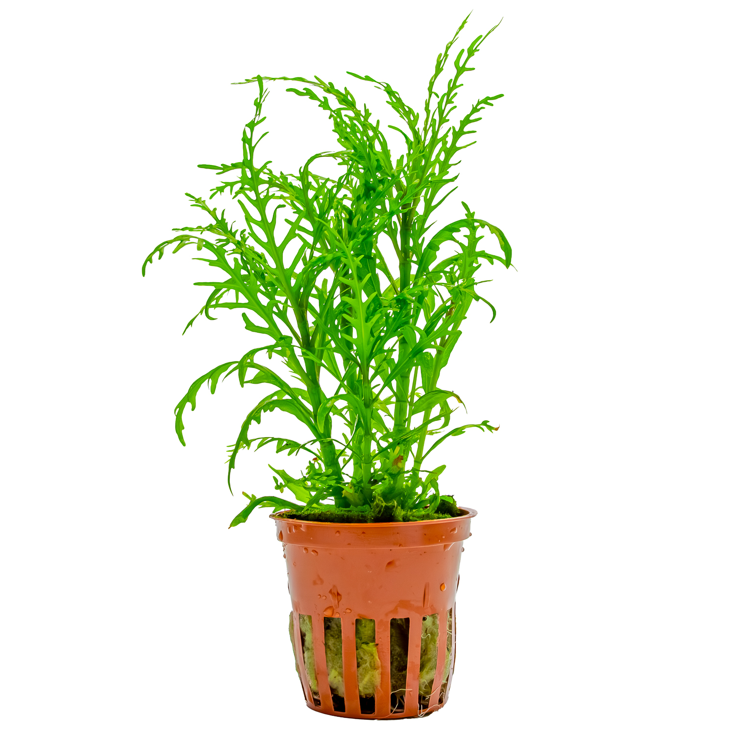 Hygrophila Odora 'Difformis'