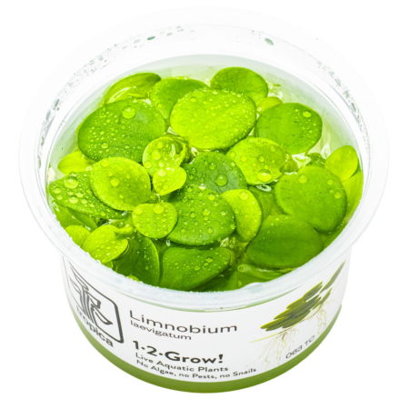 Limnobium laevigatum