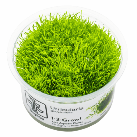 Utricularia graminifolia