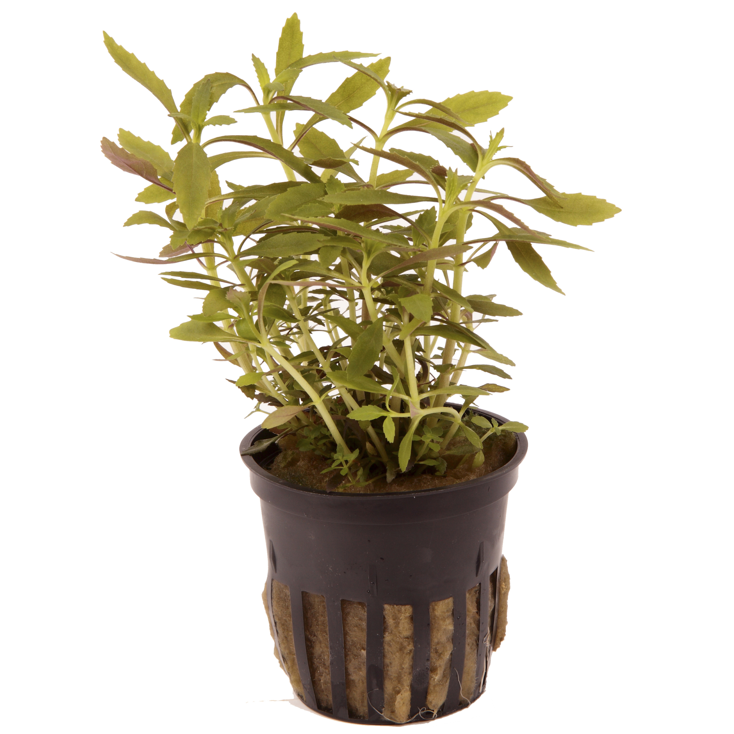 Limnophila hippuridoides