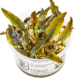 Cryptocoryne wendtii 'Mi Oya'