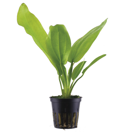 Echinodorus cordifolius 'Fluitans'