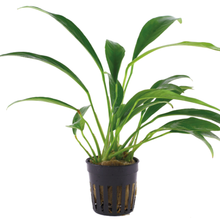 Anubias barteri var. glabra