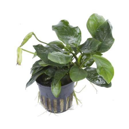 Anubias barteri var. nana 'Large'