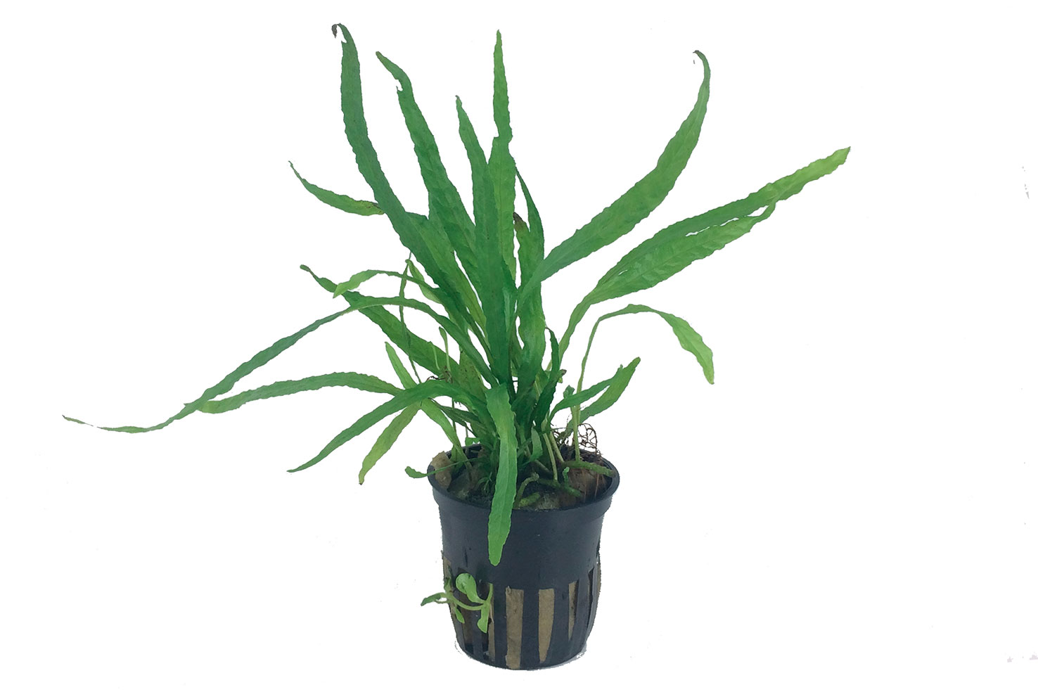 Microsorum pteropus 'Narrow'