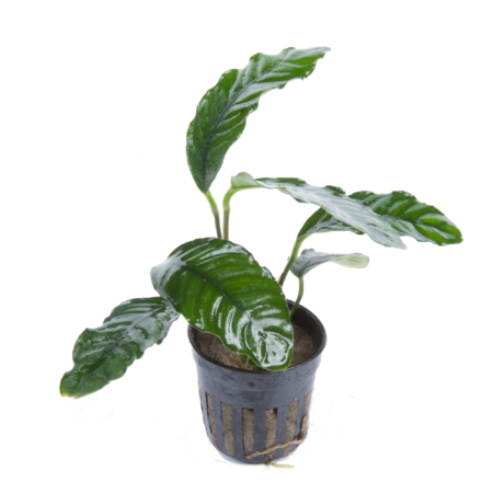 Anubias barteri var. 'Coffeifolia'