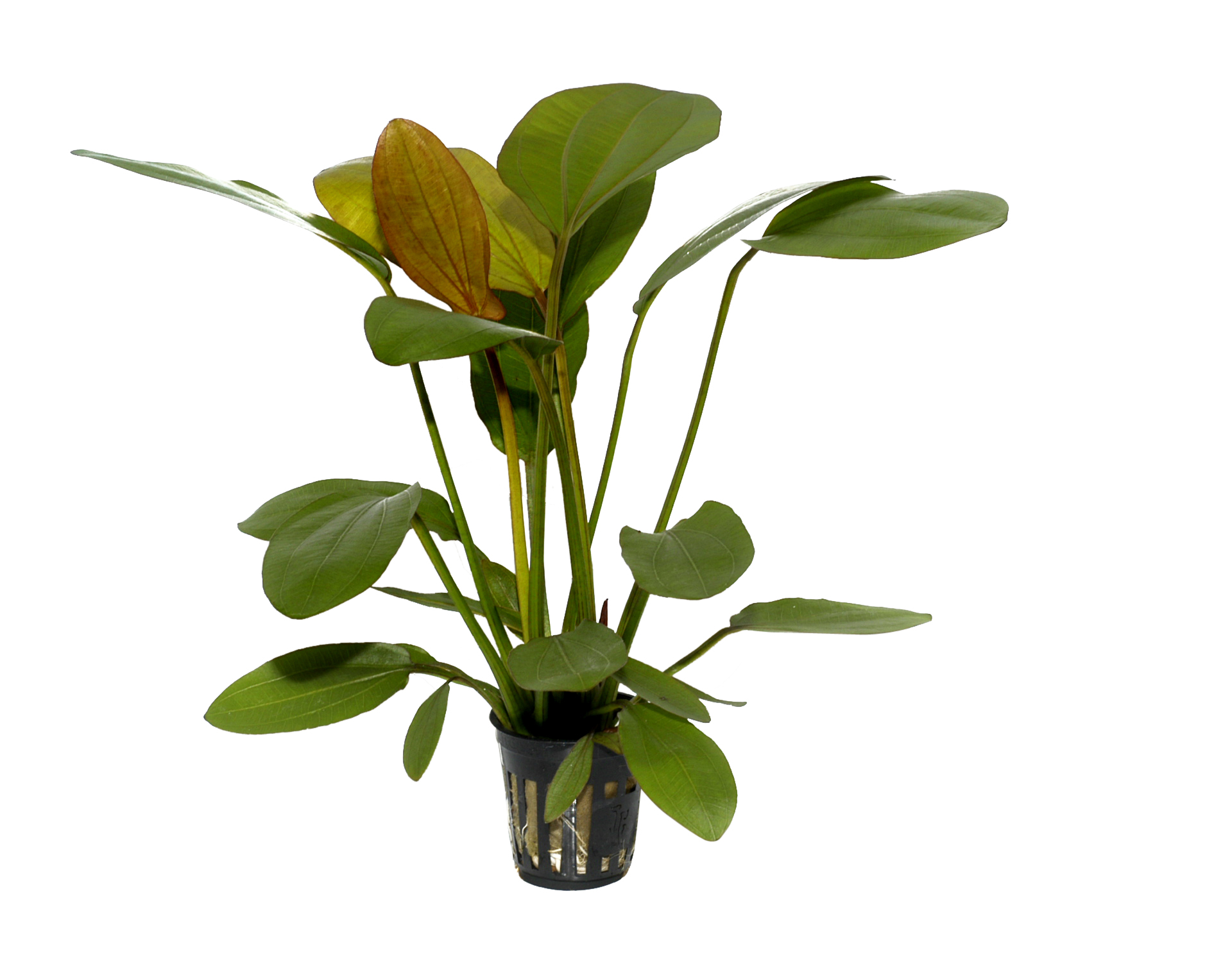 Echinodorus x barthii