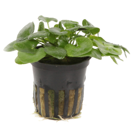 Nymphoides hydrophylla 'Taiwan'