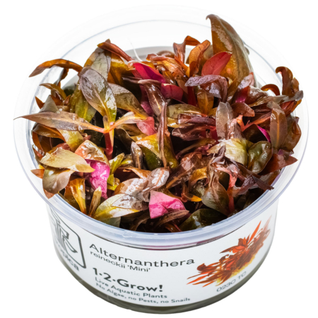 Alternanthera reineckii 'Mini'
