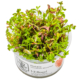 Rotala rotundifolia 'Blood Red'
