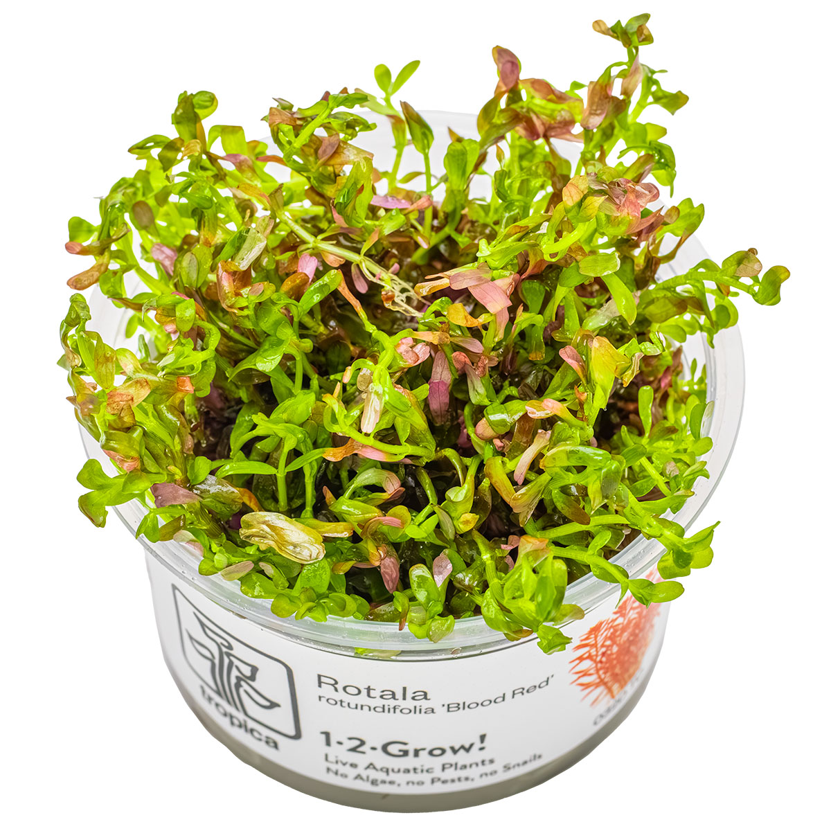 Rotala rotundifolia 'Blood Red'