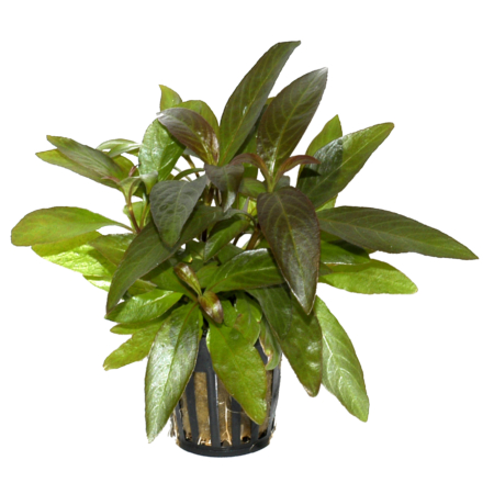 Hygrophila corymbosa 'Stricta'