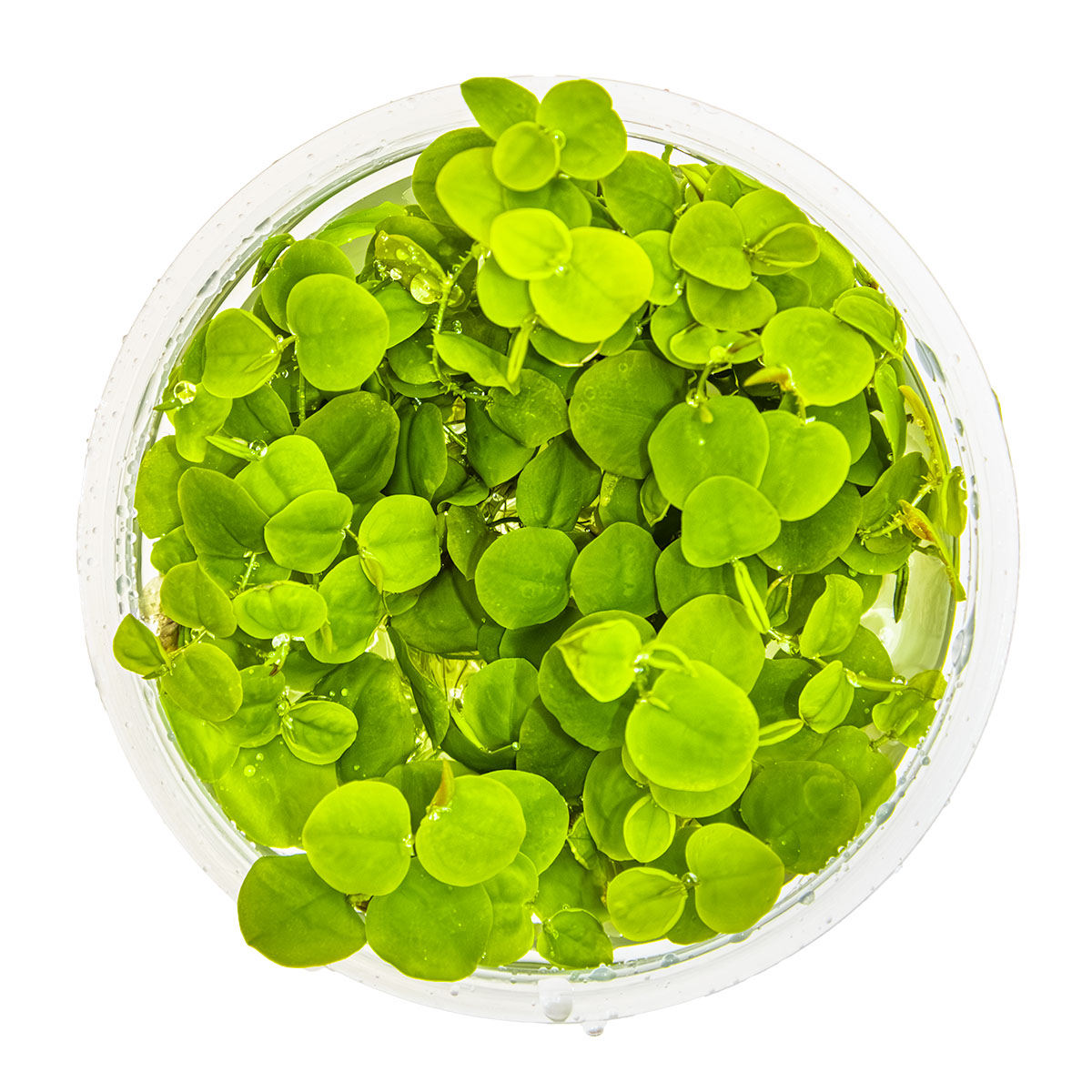 Phyllanthus fluitans