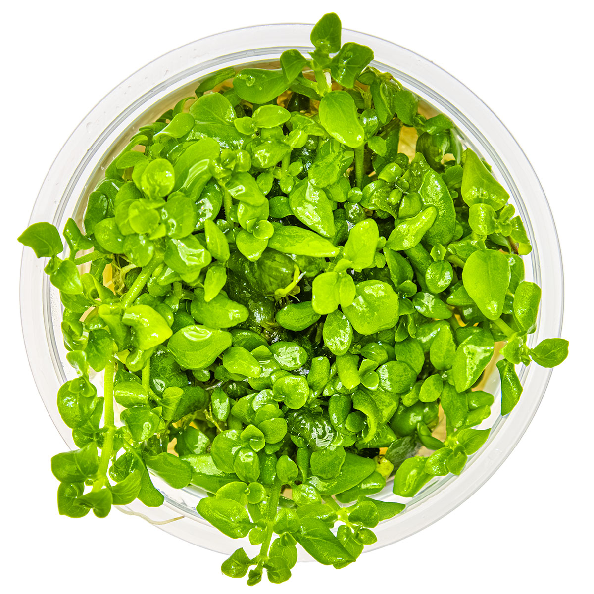 Hygrophila serpyllum