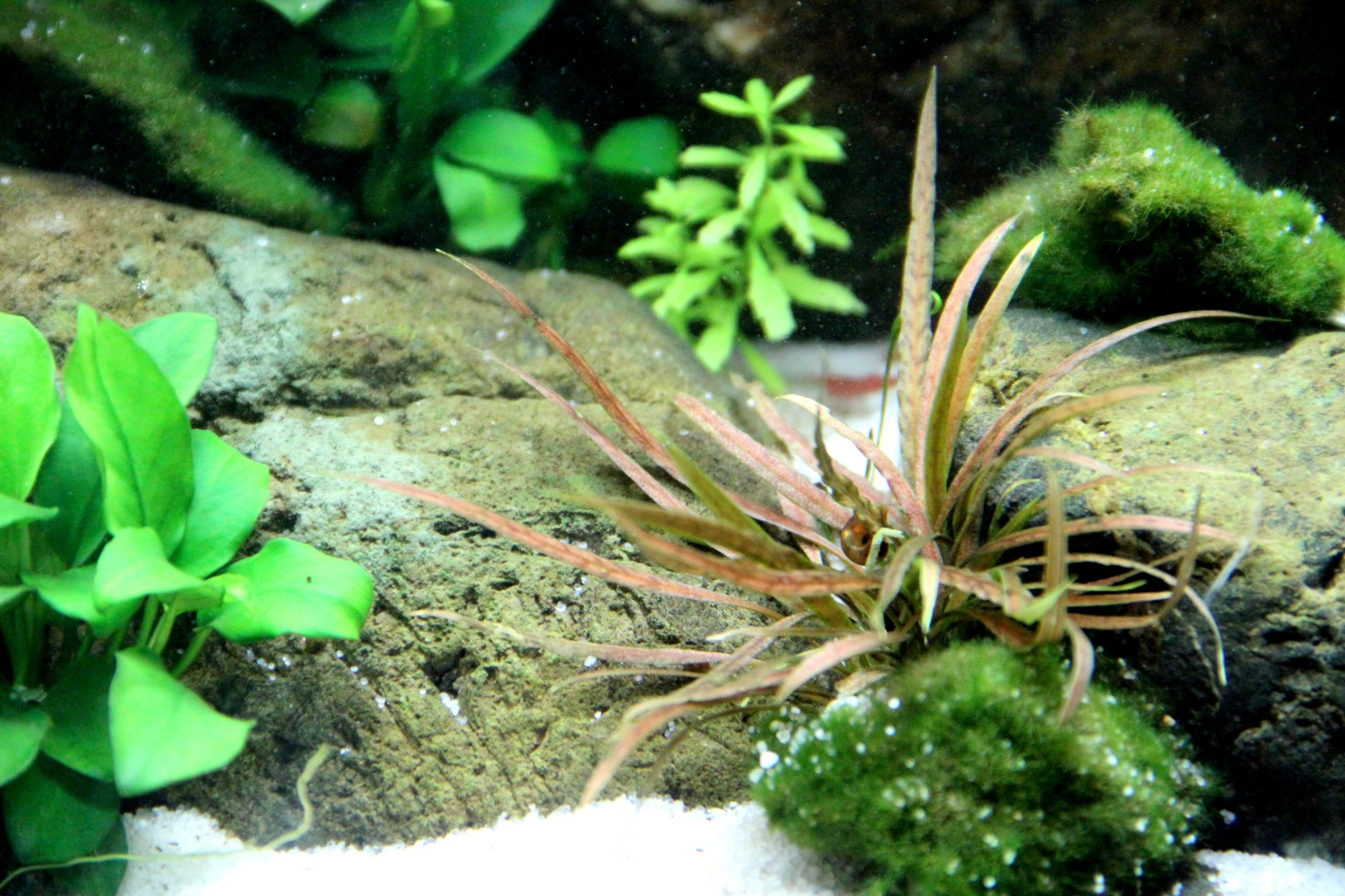 Cryptocoryne albida 'Brown'
