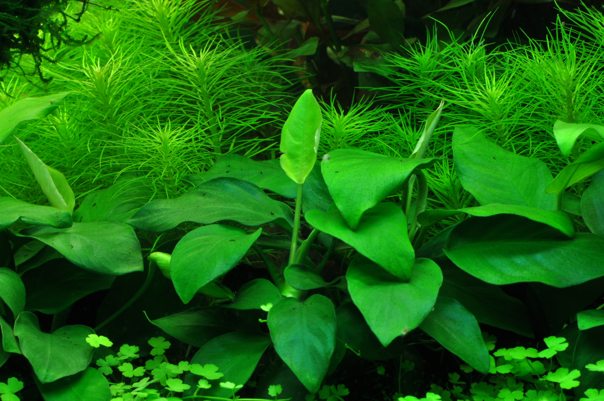 Anubias barteri var. nana 'Large'