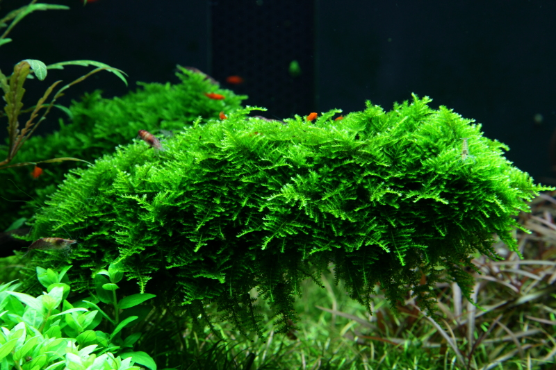 Vesicularia montagnei 'Christmas Moss' – Image 3