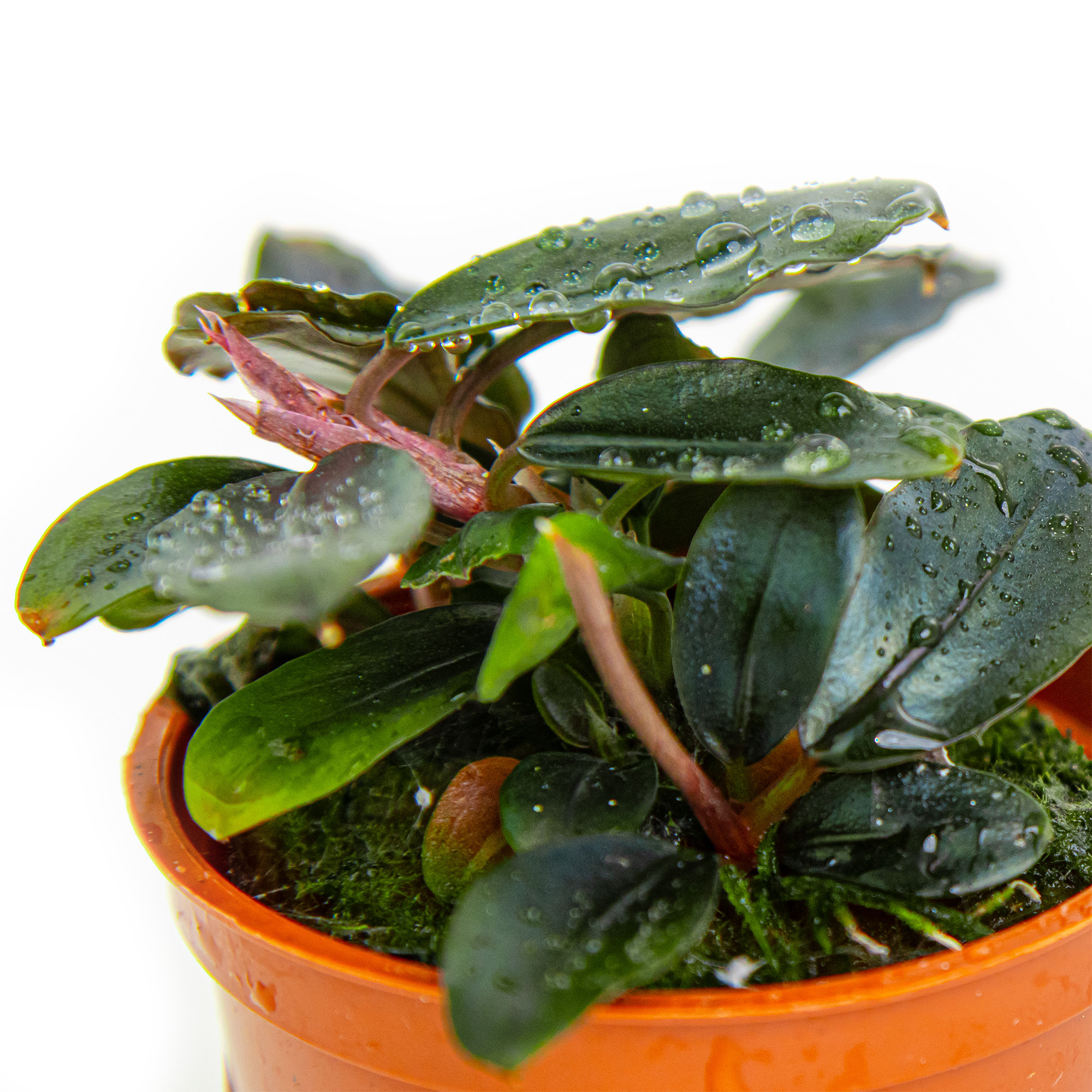 Bucephalandra sordidula 'Blue' – Image 3