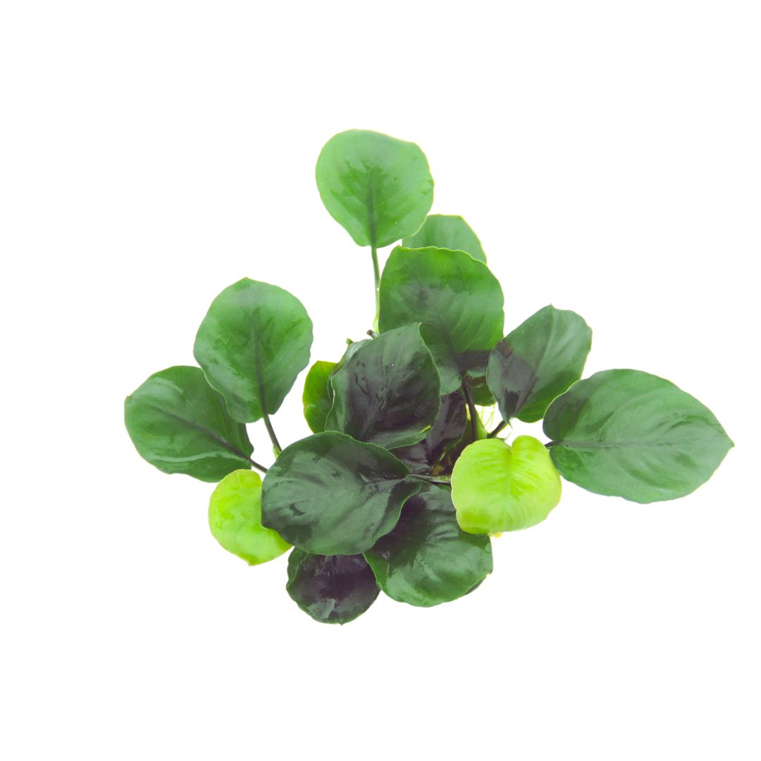 Anubias barteri ’Coin Leaf’ – Image 2