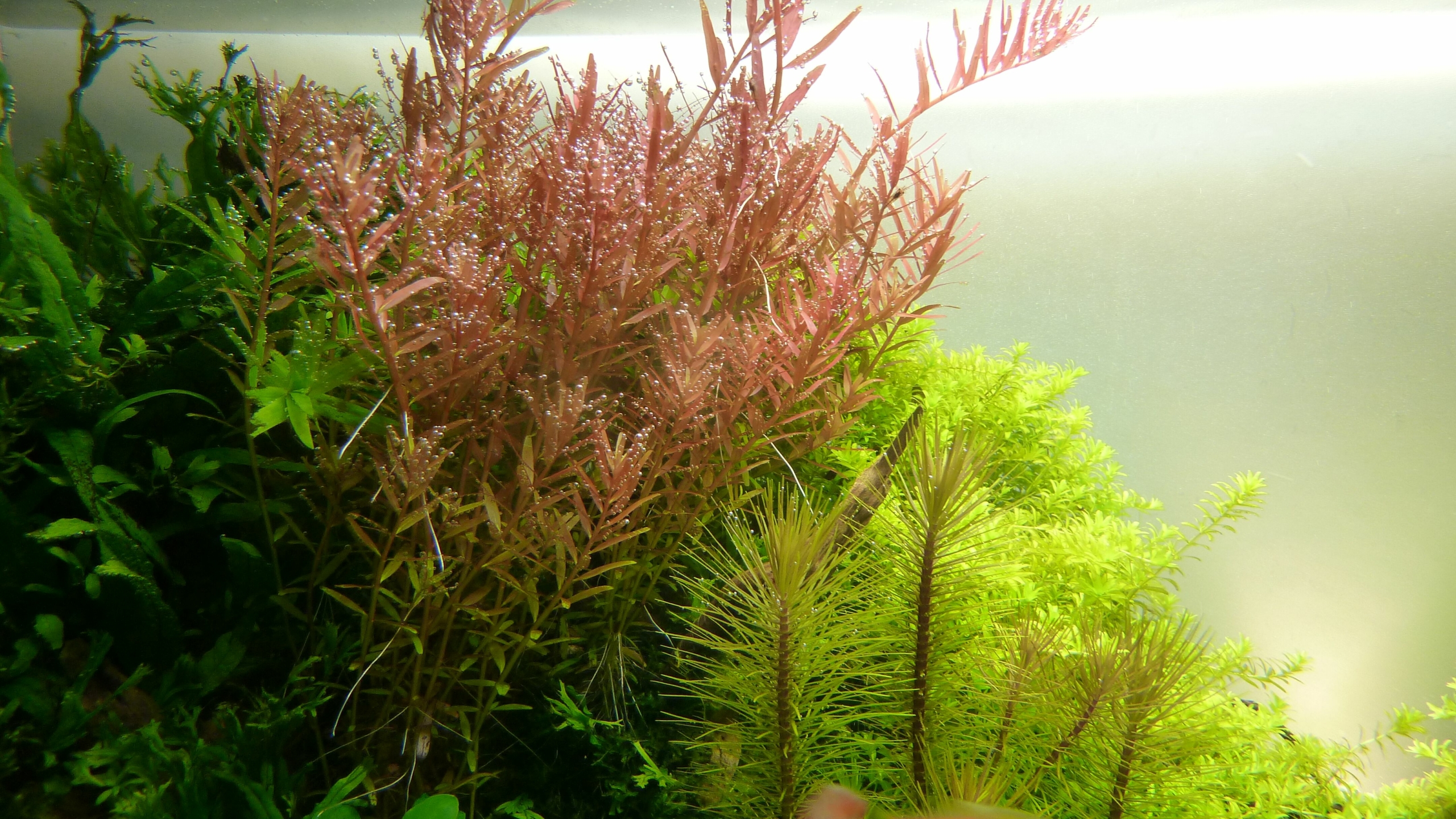 Rotala rotundifolia – Image 3
