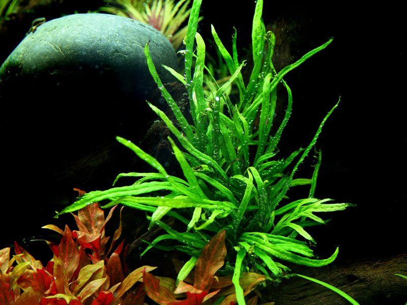 Microsorum pteropus 'Trident'