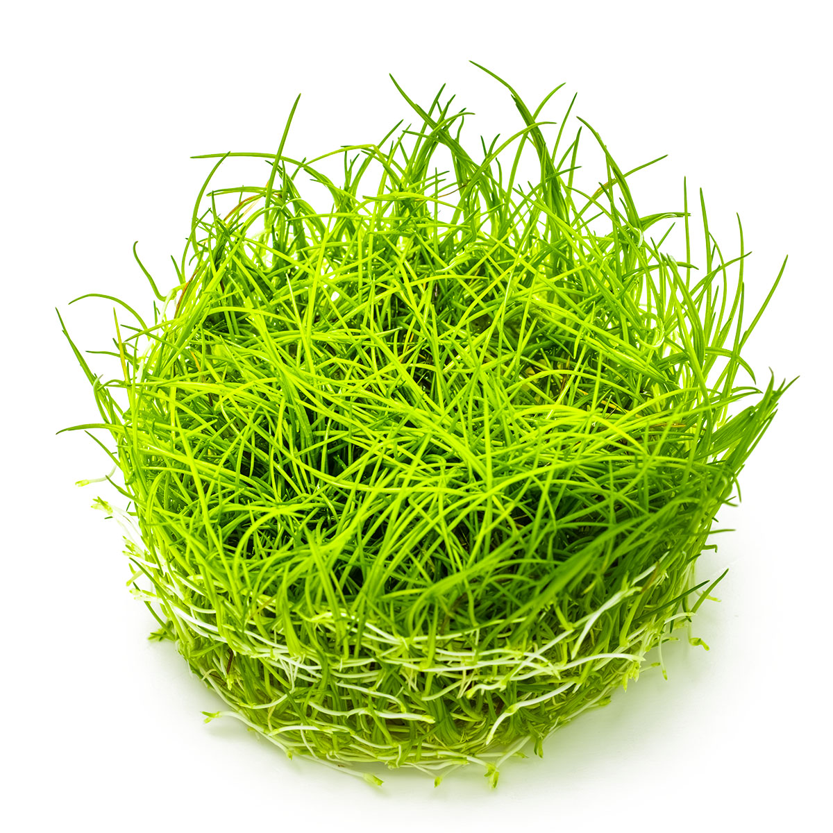 Eleocharis acicularis