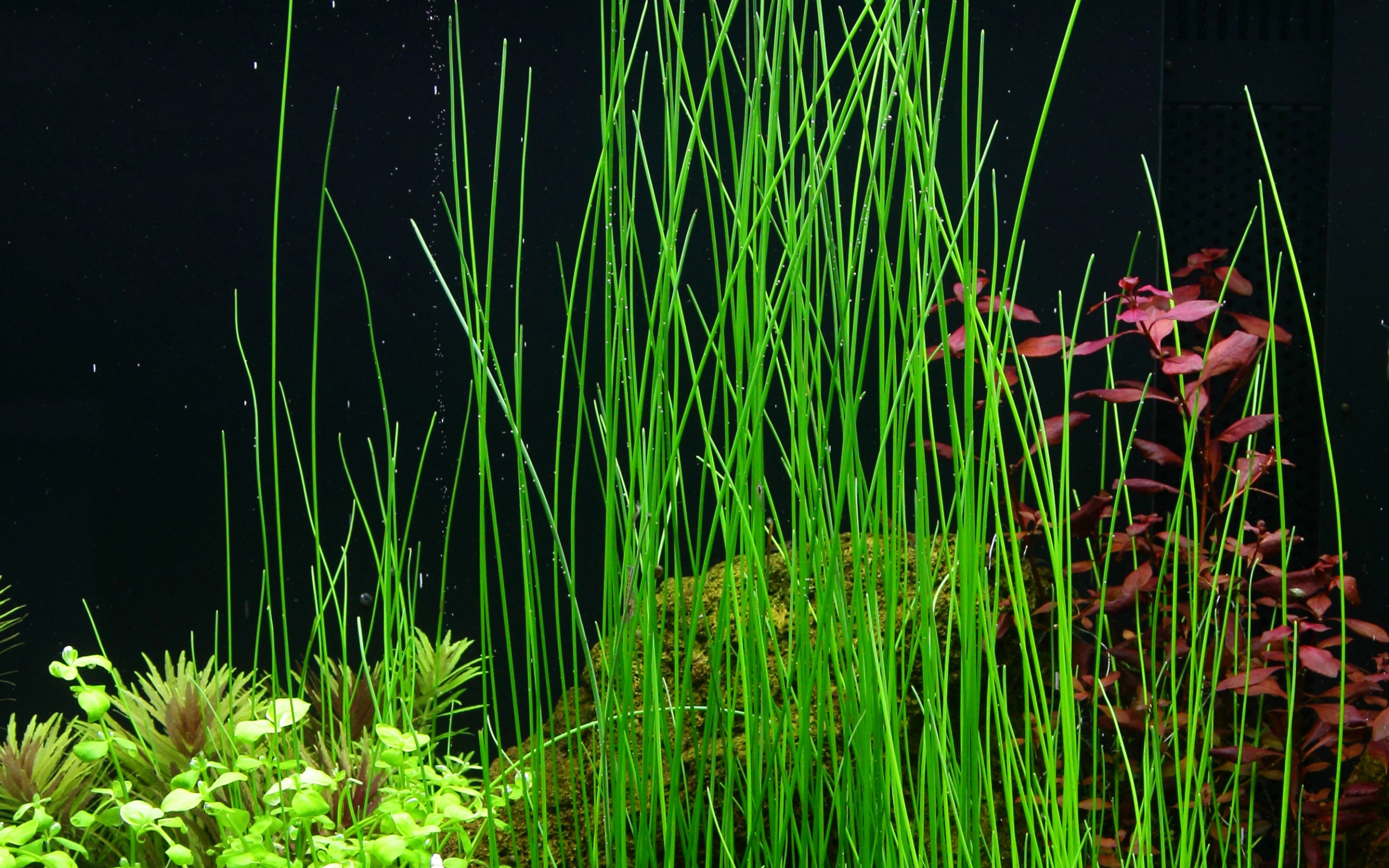 Eleocharis montevidensis