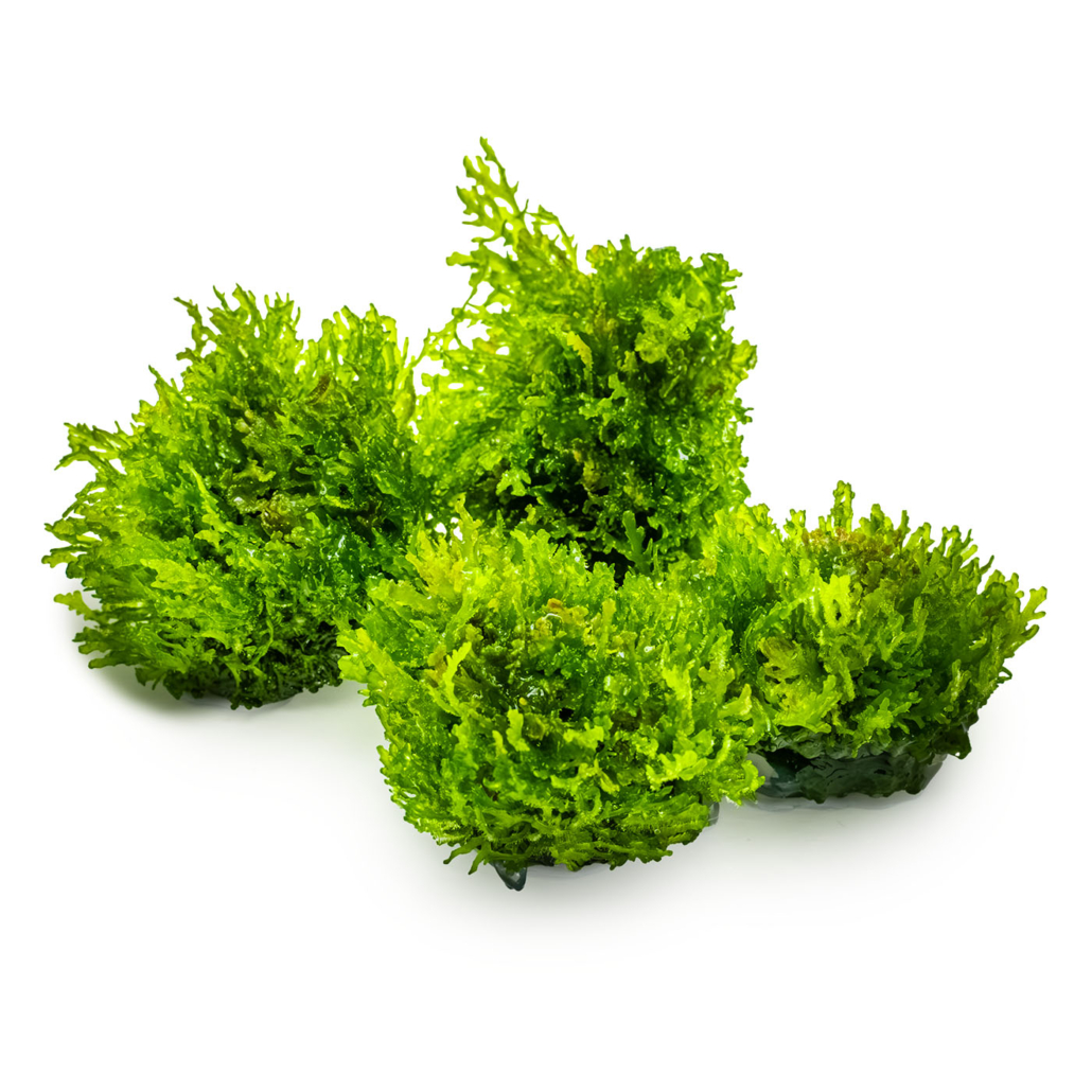 Riccardia chamedryfolia Riccardia chamedryfolia