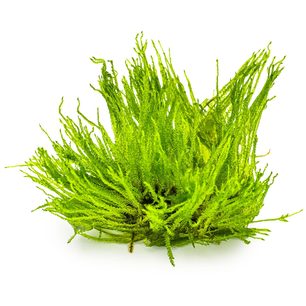Taxiphyllum sp. 'Spiky Moss' – Image 4