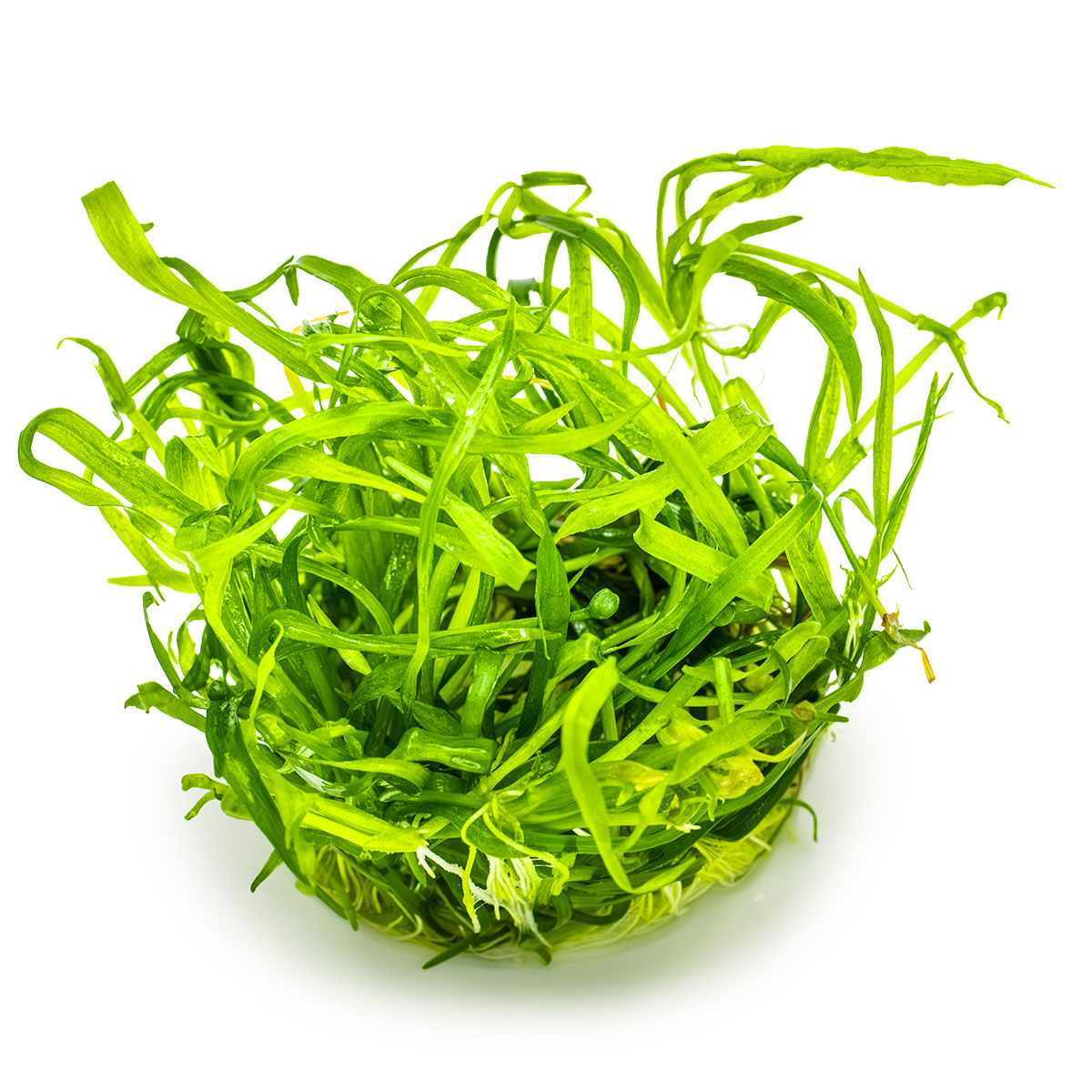 Helanthium tenellum 'Green'