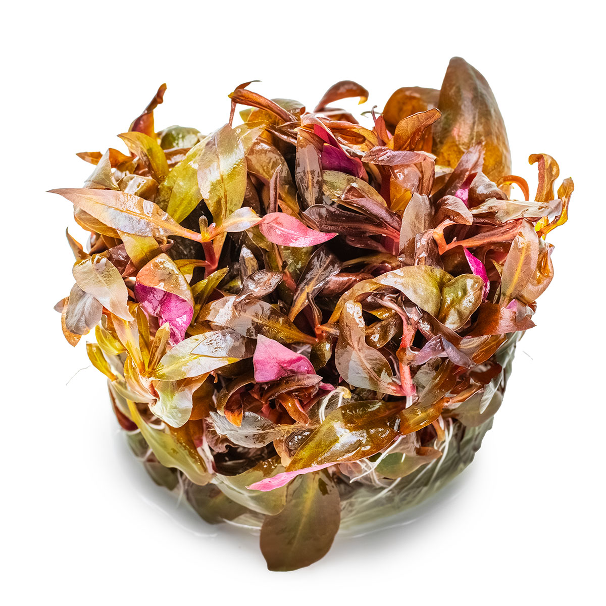 Alternanthera reineckii 'Mini' – Image 3