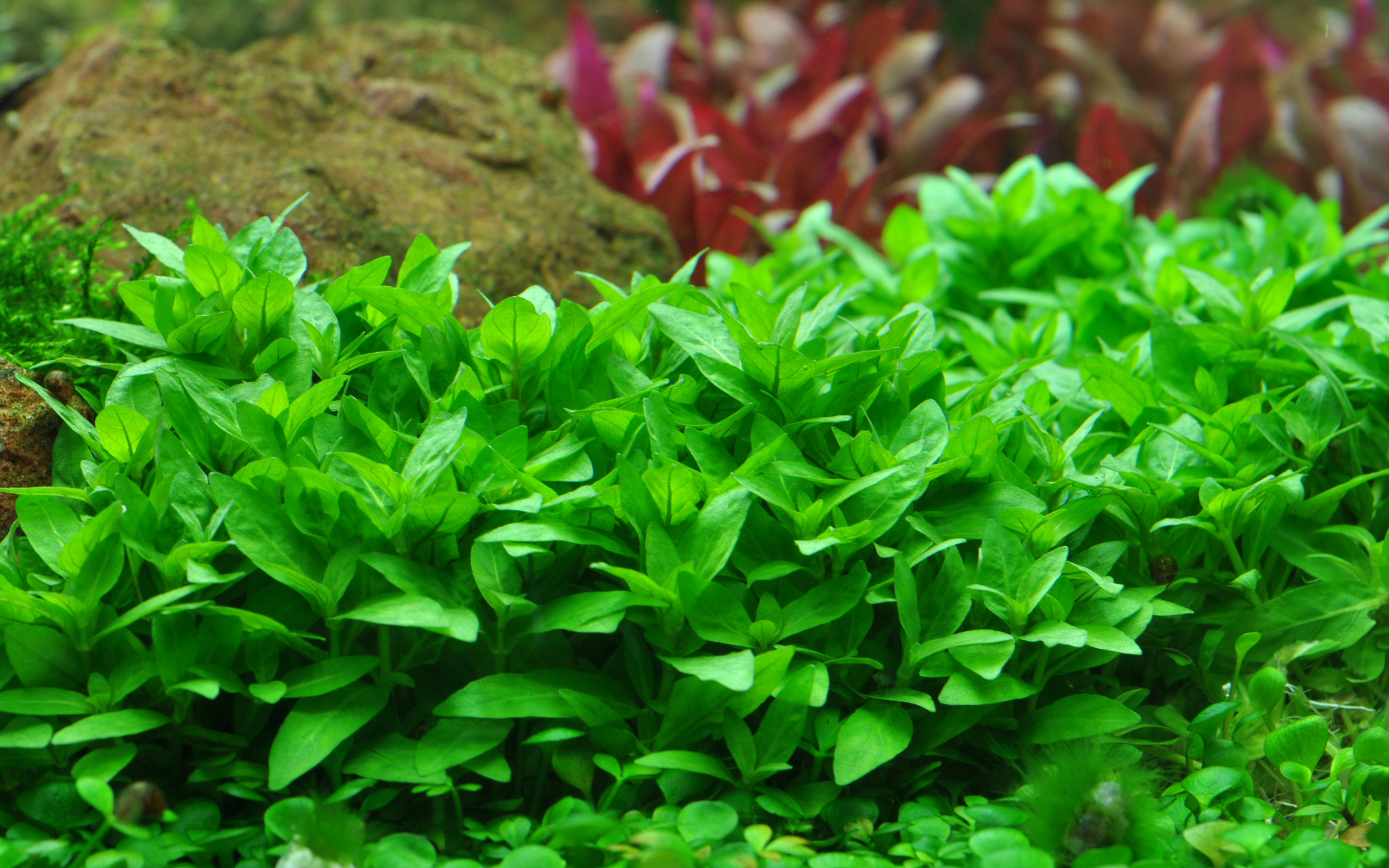 Staurogyne repens – Image 3