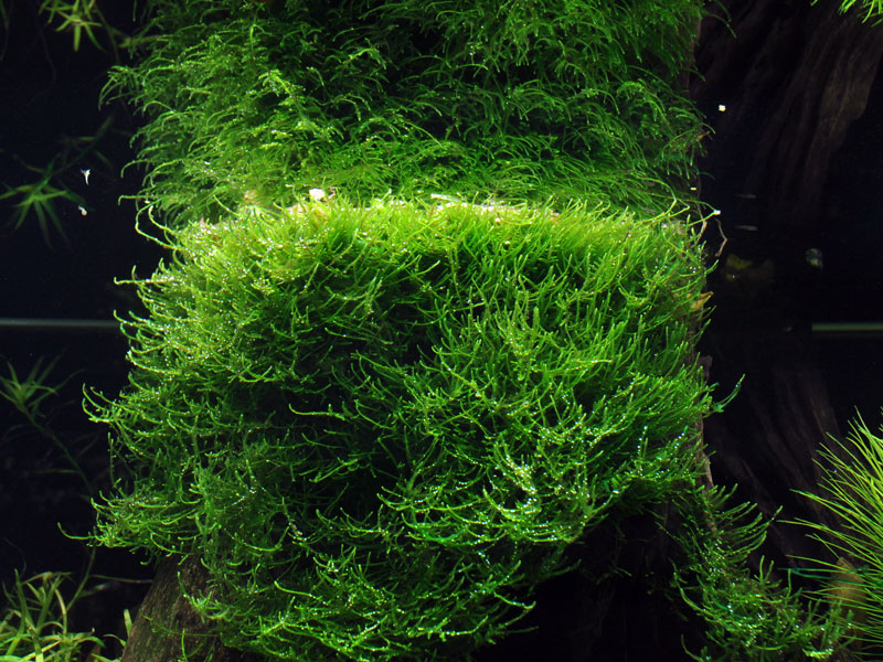 Taxiphyllum barbieri 'Bogor Moss' – Image 4