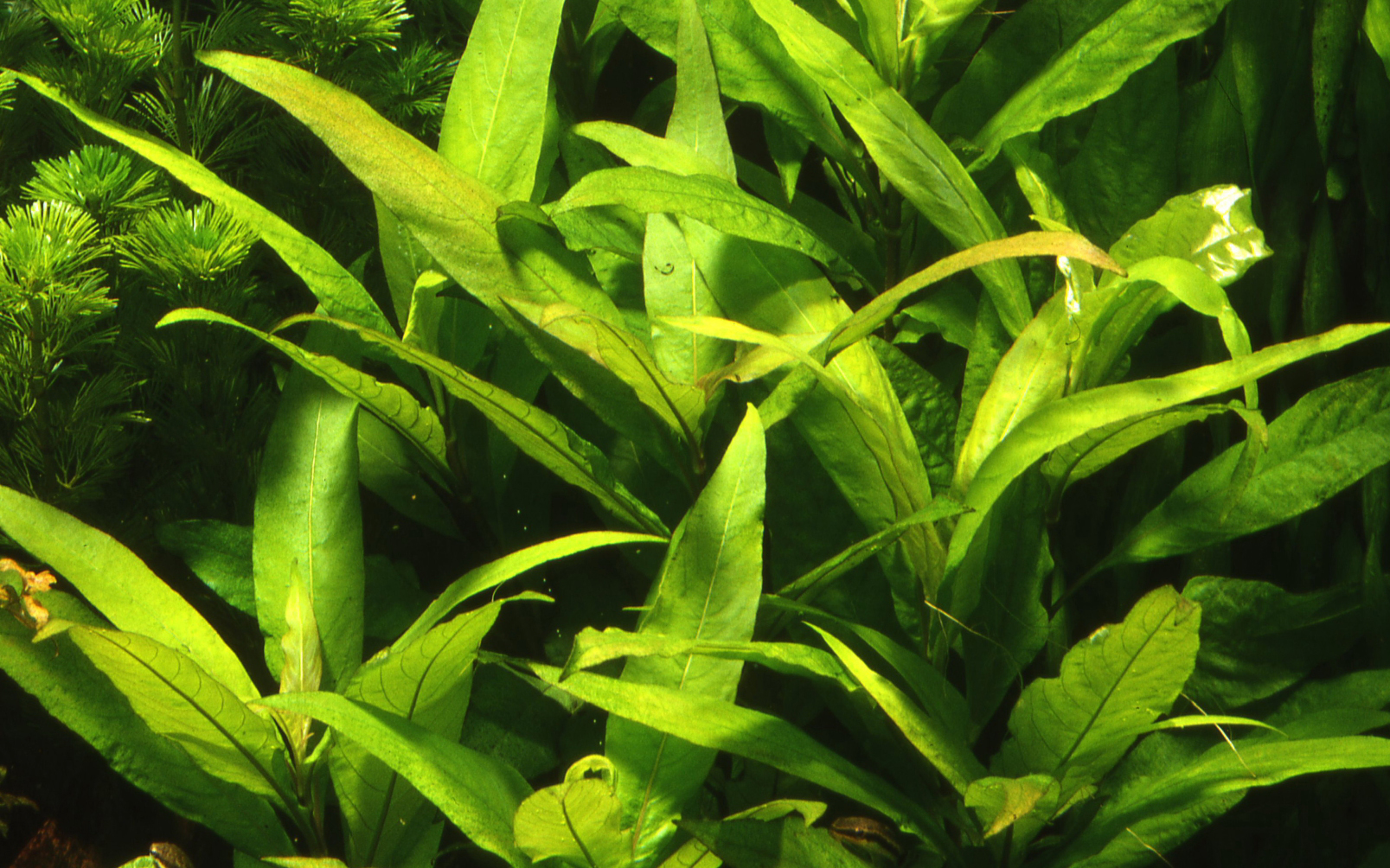 Hygrophila corymbosa 'Stricta' – Image 3