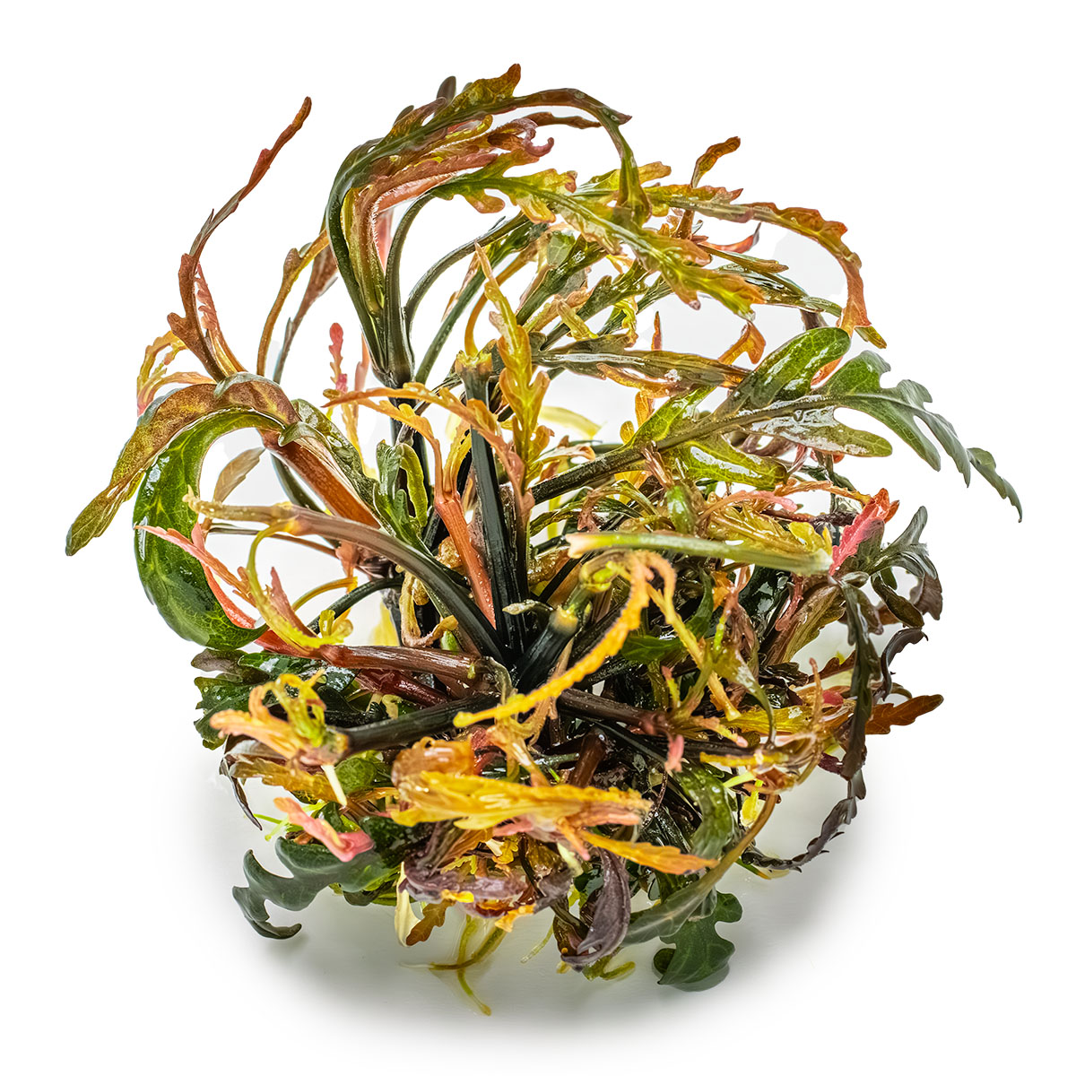 Hygrophila pinnatifida – Image 3