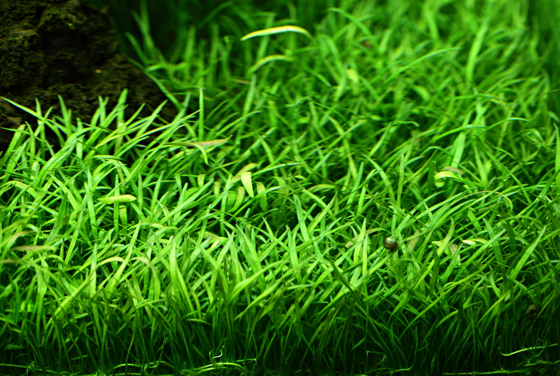 Lilaeopsis brasiliensis – Image 3